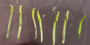  Stamens and Pistil